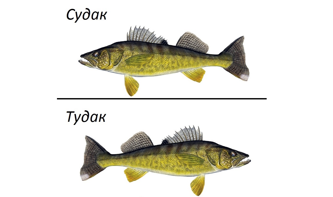 Судак тудак картинка прикольная